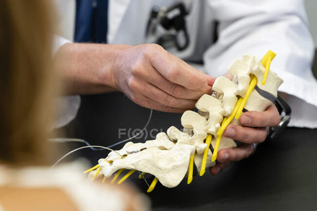 Tiro recortado de médico sosteniendo modelo de columna vertebral humana - foto de stock