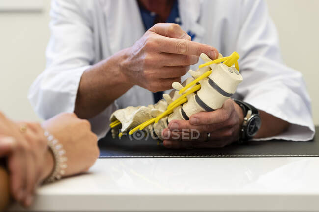 Tiro recortado de médico sosteniendo modelo de columna vertebral humana - foto de stock