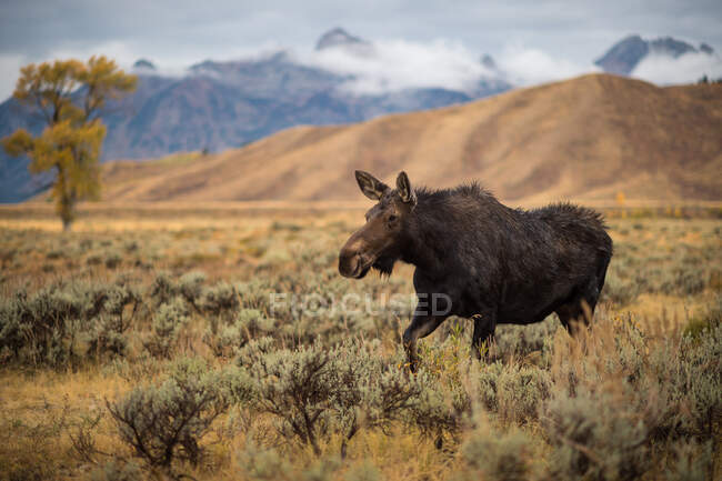A large moose runs through a field in Jackson, Wyoming — Foto stock