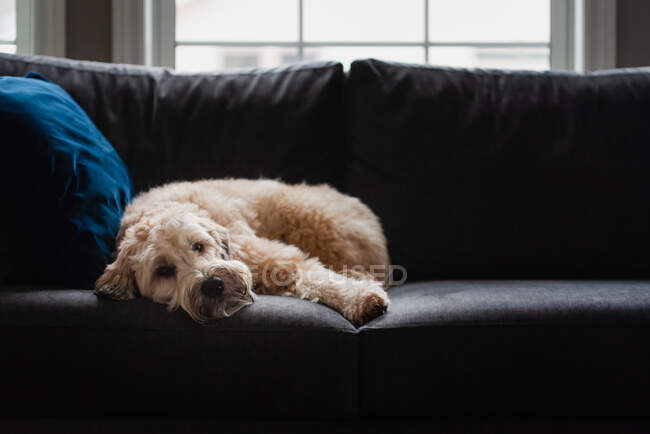 Lindo perro esponjoso acostado en un sofá solo durante el día. - foto de stock