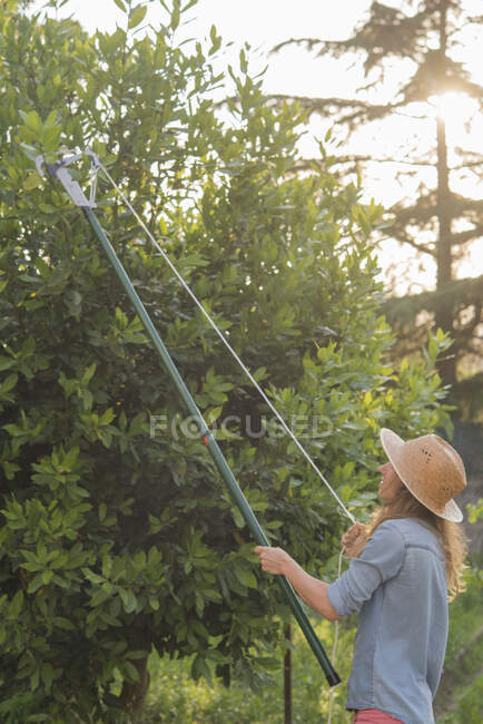 Ragazza potatura di un rosmarino in primavera — Foto stock