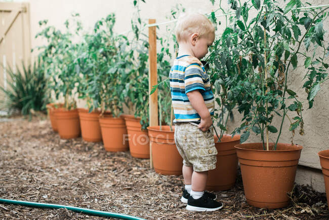 Маленький хлопчик вирощує помідори в горщиках.. — стокове фото