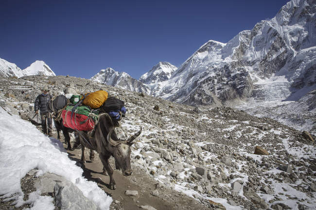 Поезд с снаряжением на пути к базовому лагерю Эверест в Непале. — стоковое фото