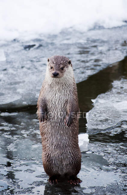 Un primo piano di una lontra marrone su un lago — Foto stock