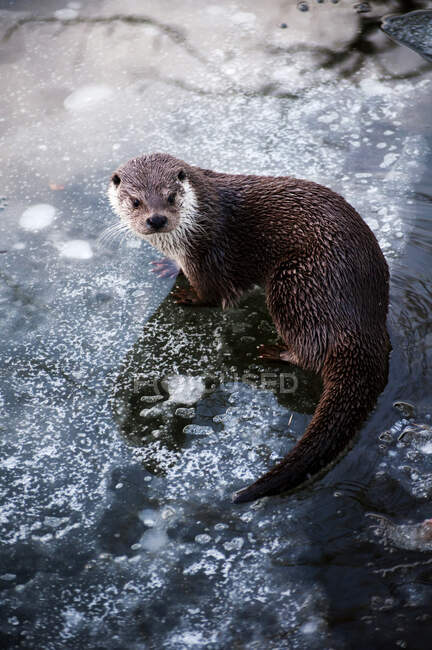 Otter on the lake — Stock Photo