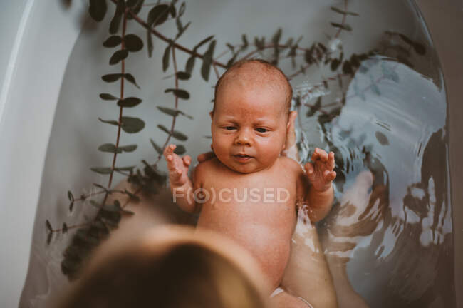 Вид сверху ребенка в ванне с листьями эвкалипта после рождения — стоковое фото