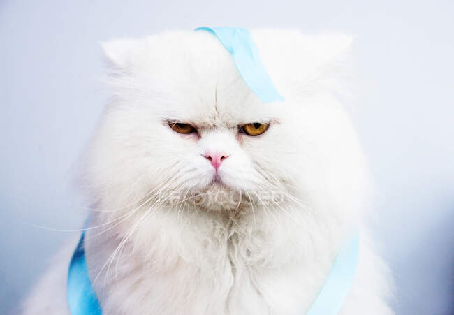 Domestic cute white fluffy cat — Stock Photo