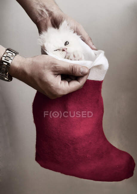 Angry white kitten in a Christmas stocking — Stock Photo