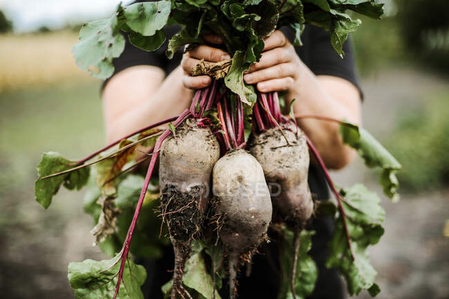 Cropped image of farm worker holding beetroots at organic far — Stock Photo