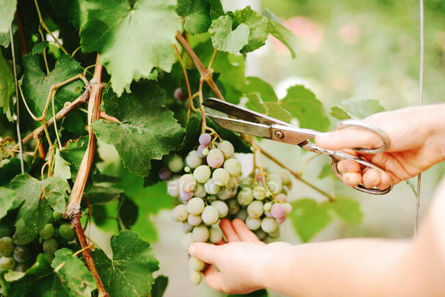 Un agricultor cosecha uvas en un viñedo - foto de stock