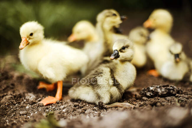 Goslings on meadow  at a far — Stock Photo