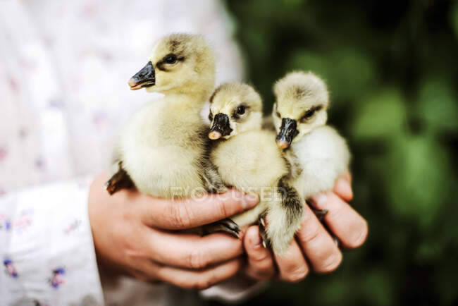 Donna con goslings in piedi all'aperto — Foto stock