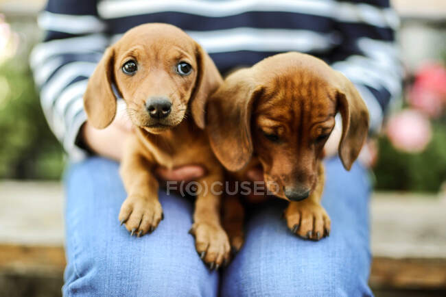 Midsection of woman with puppys standing outdoor — Stock Photo