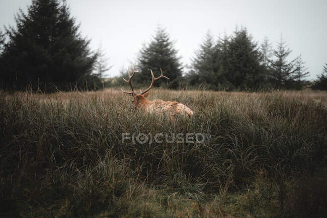 Красивый снимок оленя в лесу на фоне природы — стоковое фото