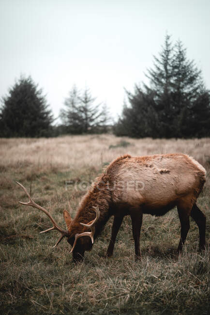 Un primo piano di un giovane cervo in piedi su un prato — Foto stock