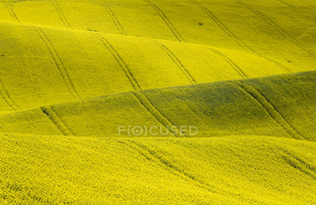 Natural landscape with cultivated agricultural blooming field in Czech Republic — Stock Photo