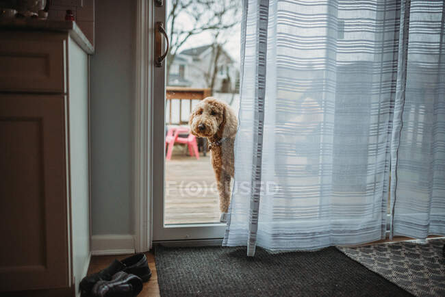 Goldendoodle dog looking through big glass door outside — Stock Photo