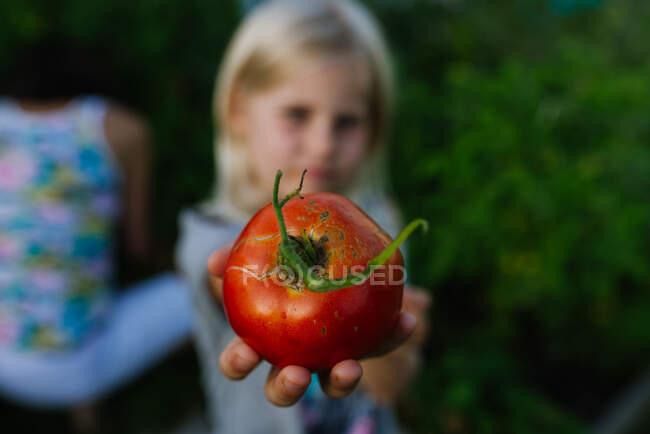 Primer plano de la mano de la chica sosteniendo un tomate rojo - foto de stock