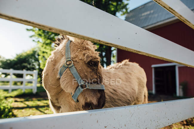 Side view of miniature donkey face in sunlight — Stock Photo