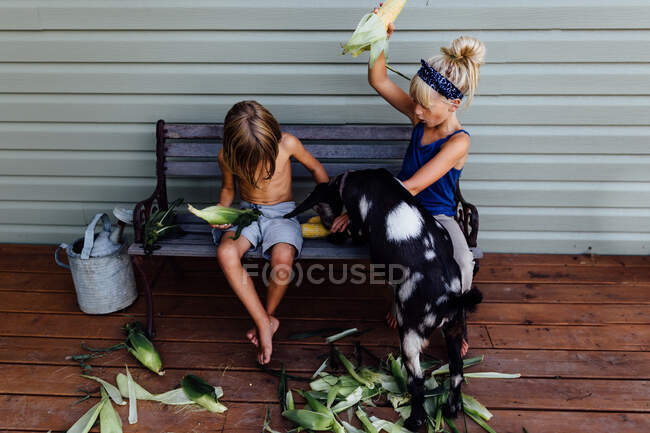 Young children shucking corn with goat on bench — Stock Photo