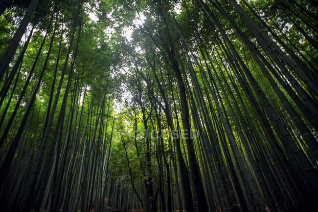 Arashiyama bosque japonés de bambú, Kioto, Japón - foto de stock