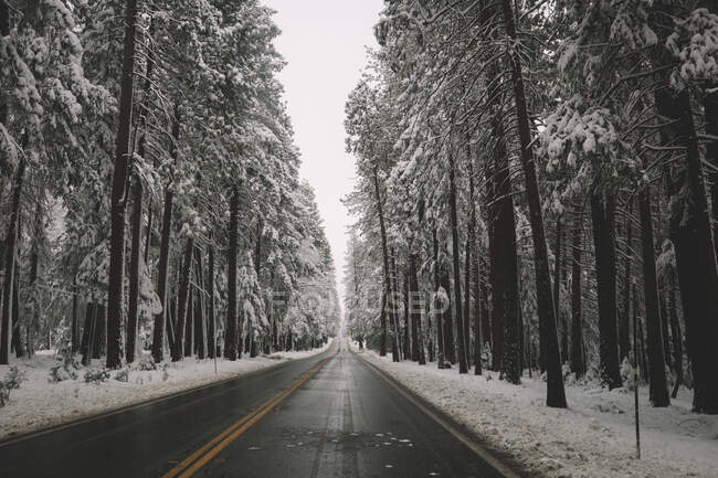Leere Straße mit vielen Bäumen. der Wald der Russischen Föderation. — Stockfoto