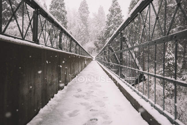Мост с заснеженными деревьями в лесу зимой, солнце, белый мороз, туман — стоковое фото