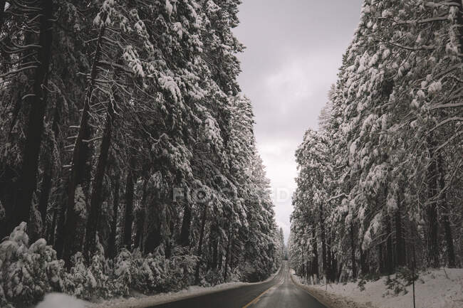 Snow covered  pine trees in Tahoe National Forest — Stock Photo