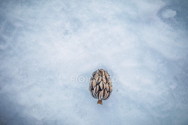 Planta caída no gelo hospedeiro — Fotografia de Stock