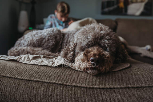 Cão marrom olhando para a câmera deitada no sofá com a criança no fundo — Fotografia de Stock