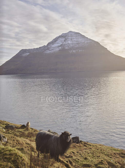 Овечка дивиться на камеру поблизу затоки на Фарерських островах. — стокове фото