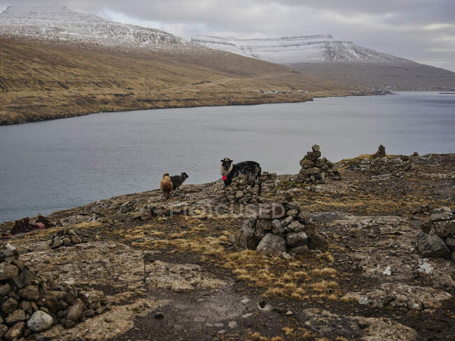 Ovelhas perto de cairns de rocha com montanhas e oceano atrás nas Ilhas Faroé — Fotografia de Stock