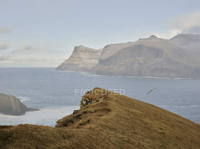 Möwe fliegt über Klippen bei Dragarnir auf den Färöern — Stockfoto