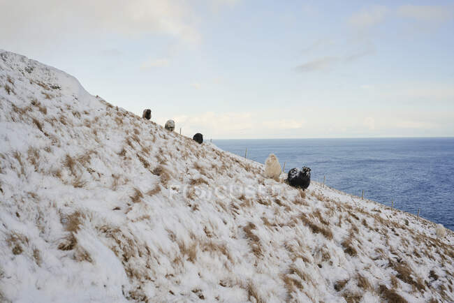 Ovejas en el lado de la colina nevada en las Islas Feroe - foto de stock