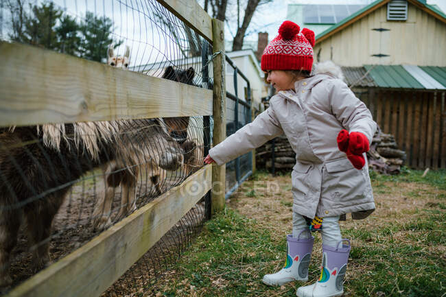 Девочка дошкольного возраста кормит пони и сельскохозяйственных животных — стоковое фото
