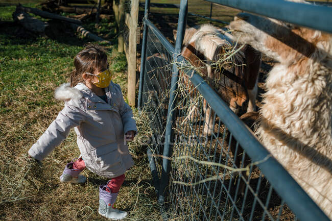 Young child girl feeding farm animals pony and alpaca — Stock Photo