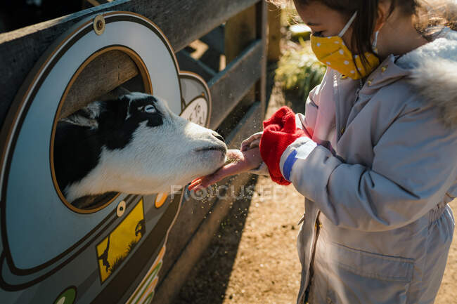 Young girl with face mask feeding farm animals baby cow — Stock Photo