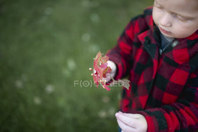 Above view of toddler holding fall leaves outdoors in winter coat — Stock Photo