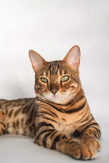 Ingwer Bengal Katze mit grünen Augen in Nahaufnahme auf weißem Hintergrund — Stockfoto