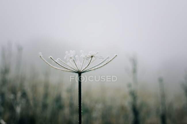 Hermoso plano botánico con flor, fondo de pantalla natural - foto de stock