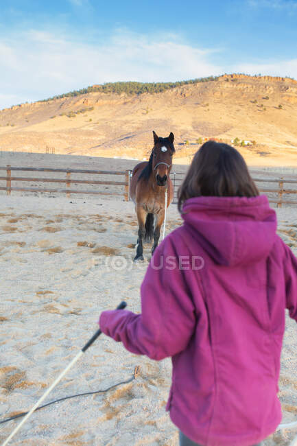 Grande projecto de cavalo olhando para a menina que está treinando. — Fotografia de Stock