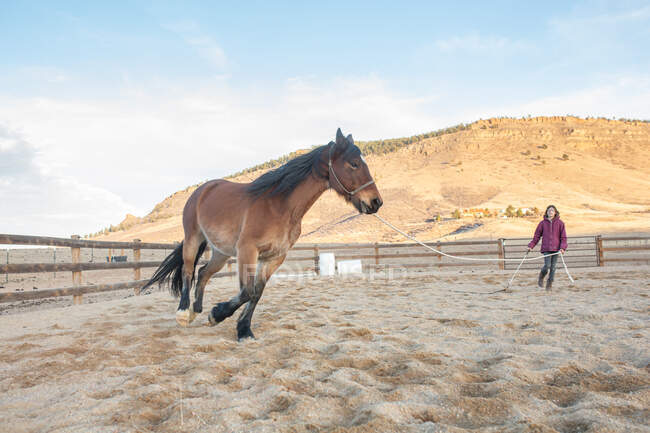 Девочка тренирует лошадь на арене — стоковое фото