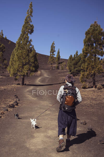 Wanderer spaziert mit zwei Chihuhua-Hunden durch trockene Vulkanhügel der Wüste — Stockfoto