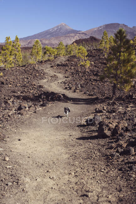 Tiny chihuahua dog runs along dry mountain path with volcano in spain — Stock Photo