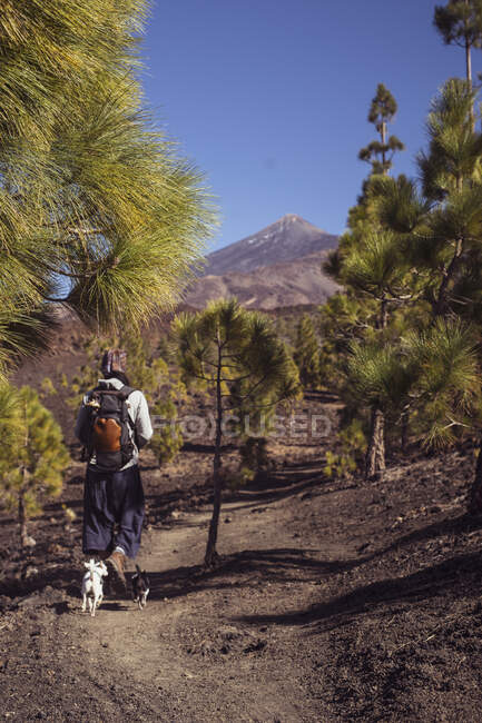Vista a través de pinos de excursionistas caminando en las montañas con dos perros - foto de stock