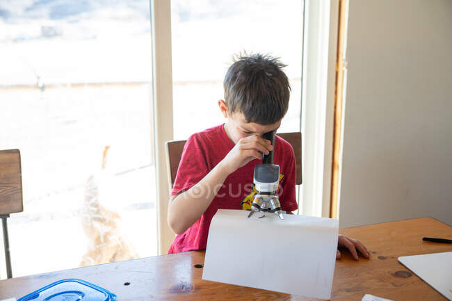 Pequeño niño examinando bug bajo el microscopio - foto de stock
