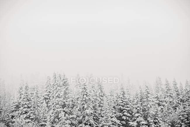 Paesaggio invernale con alberi innevati — Foto stock
