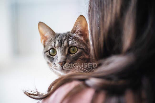 Detalle de la foto de una mujer sosteniendo un gato que mira a la cámara - foto de stock