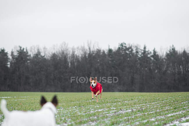 Strano cane terrier stafordshire che corre attraverso il campo di erba verde nella prima neve. Cani attivi e giocosi all'aperto all'inizio dell'inverno — Foto stock
