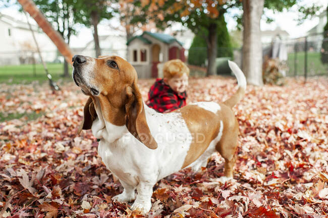 Hound dog stands in leaf pile and sniffs air while boy sits behind him — Stock Photo